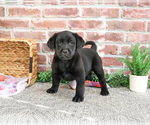 Small #4 Labrador Retriever