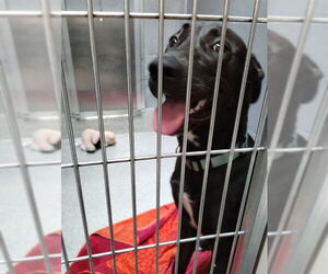 Medium Labrador Retriever Mix