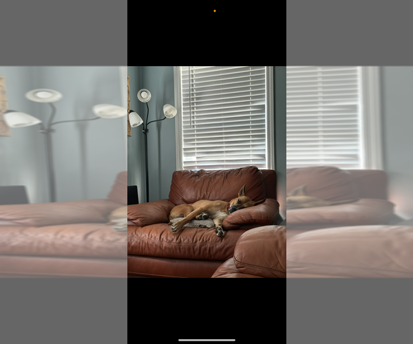 Medium Photo #2 Carolina Dog-Unknown Mix Puppy For Sale in Aurora, IN, USA