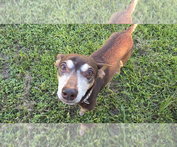 Medium Photo #2 Chipin Puppy For Sale in oakland, FL, USA