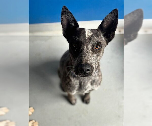 Medium Photo #1 Texas Heeler-Unknown Mix Puppy For Sale in Visalia, CA, USA
