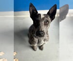 *CORALINE - Female Texas Heeler-Unknown Mix Dog for Adoption - Small photo