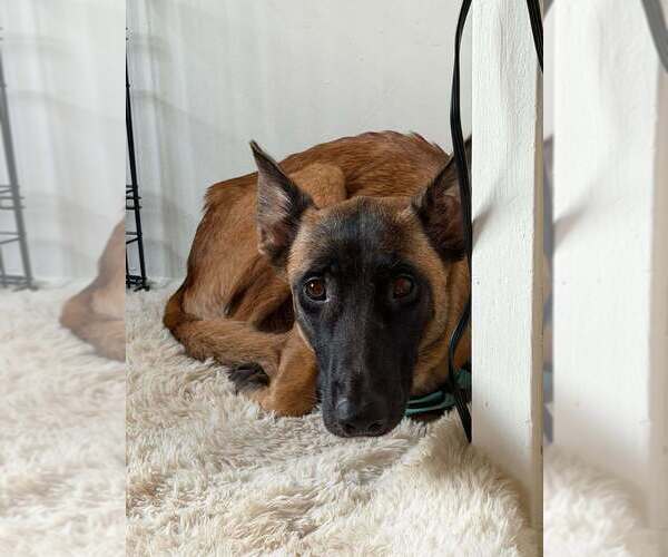 Medium Photo #3 Mutt Puppy For Sale in Imlay City, MI, USA
