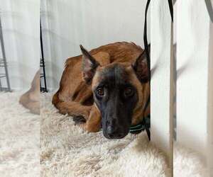 New Light Litter Ember Pink Collar - Located in CA - Female Mutt Dog for Adoption - Photo #3