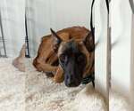 Small Photo #3 Mutt Puppy For Sale in Imlay City, MI, USA