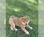 Small #2 Shiba Inu
