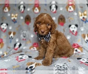 Cockapoo (Miniature) Puppy for sale in LAKELAND, FL, USA