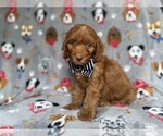 Image preview for Ad Listing. Nickname: Milo