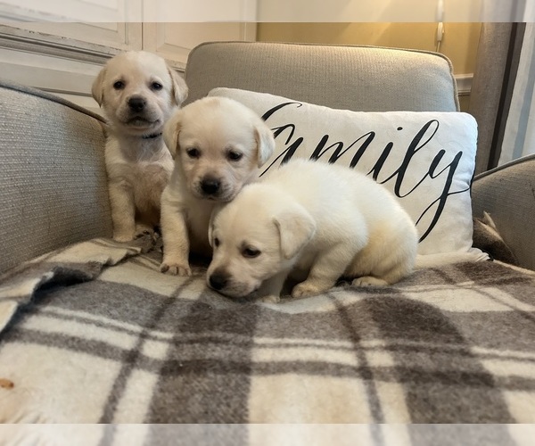Medium Photo #15 Labrador Retriever Puppy For Sale in LOUISBURG, NC, USA