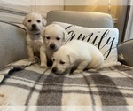 Small #14 Labrador Retriever