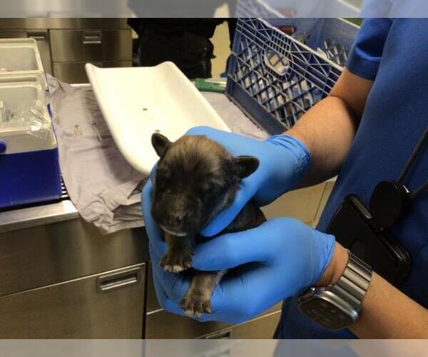 Medium Photo #1 Mutt Puppy For Sale in Riverside, CA, USA