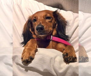 Dachshund Dogs for adoption in Shelbyville, TN, USA