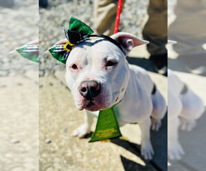 Mutt Dogs for adoption in Manahawkin, NJ, USA