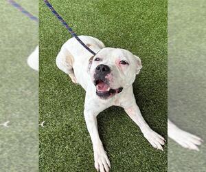 Mutt Dogs for adoption in Baytown, TX, USA