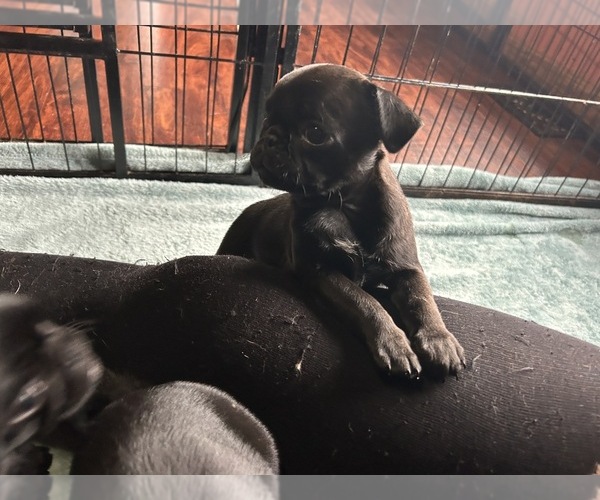Medium Photo #8 Pug Puppy For Sale in BLOOMINGTON, IL, USA
