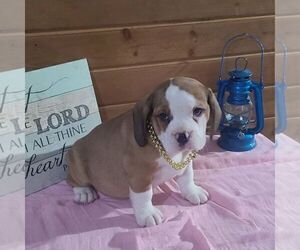 Beabull-Bulldog Mix Puppy for Sale in ARTHUR, Illinois USA