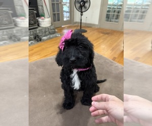 Medium Saint Berdoodle