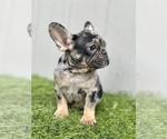 Small Photo #19 French Bulldog Puppy For Sale in PALM BEACH, FL, USA