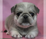 Puppy Faline Pug