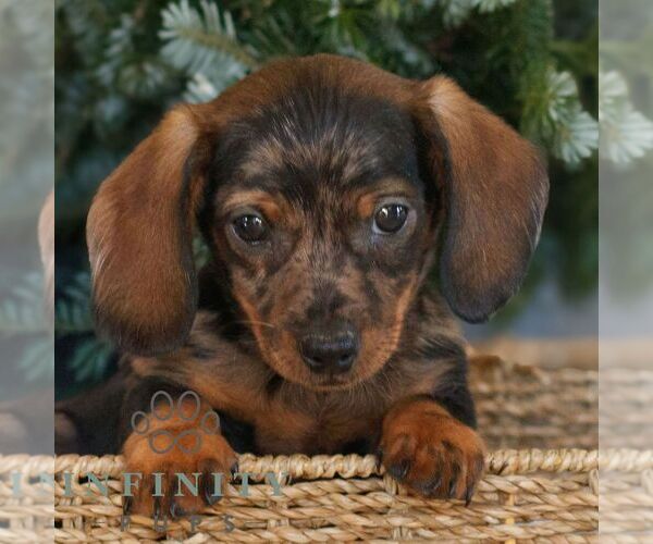 Medium Photo #3 Dachshund Puppy For Sale in HONEY BROOK, PA, USA