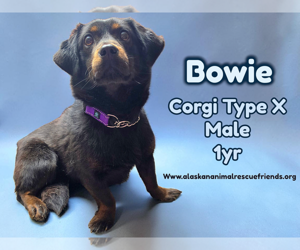 Medium Photo #1 Mutt Puppy For Sale in Anchorage, AK, USA