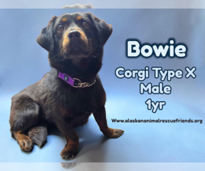 Mutt Dogs for adoption in Anchorage, AK, USA