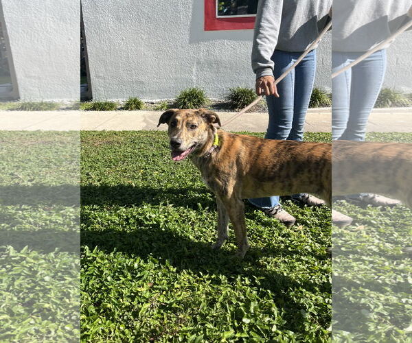 Medium Photo #3 Labrador Retriever-Plott Hound Mix Puppy For Sale in Sanford, FL, USA