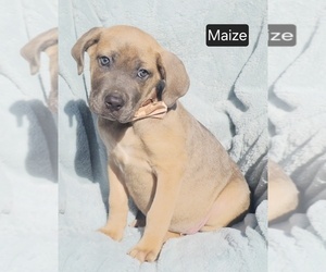 Cane Corso Puppy for sale in MINERAL WELLS, WV, USA