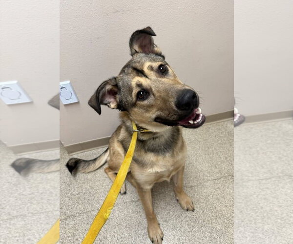 Medium Photo #16 German Shepherd Dog-Unknown Mix Puppy For Sale in Grafton, WI, USA