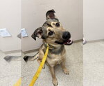 Small #15 German Shepherd Dog Mix