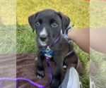 Small Labradoodle