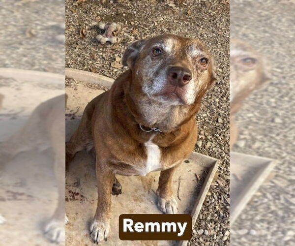 Medium Photo #8 Mutt Puppy For Sale in Foristell, MO, USA