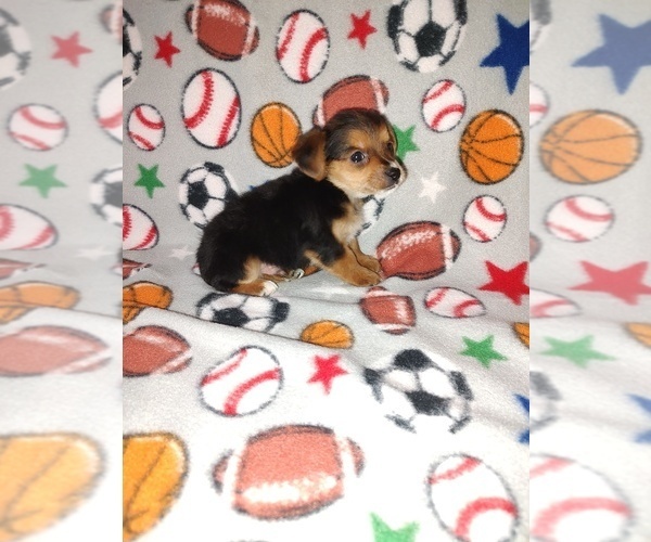 Medium Photo #17 Yorkshire Terrier Puppy For Sale in LAPEER, MI, USA