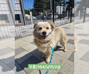 Colonial Cocker Spaniel-pomeranian spitz Mix Dogs for adoption in Agoura Hills, CA, USA