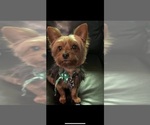 Small Photo #1 Yorkshire Terrier Puppy For Sale in BELTON, TX, USA