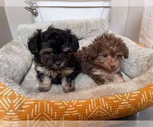 ShihPoo Puppy for sale in OMAHA, NE, USA