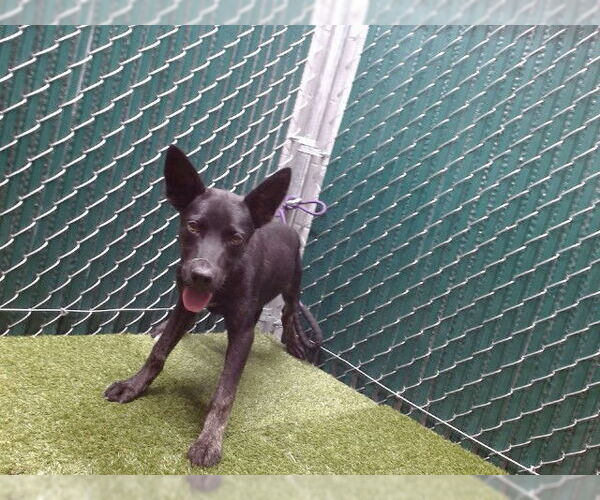 Medium Photo #1 Mutt Puppy For Sale in Downey, CA, USA
