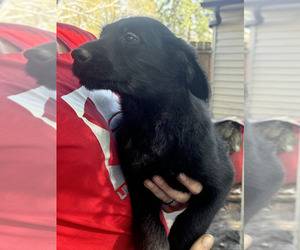 Australian Labradoodle-German Shepherd Dog Mix Puppy for sale in JANESVILLE, MN, USA