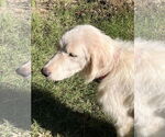 Small Great Pyrenees