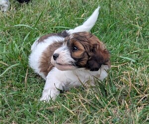 Medium Doodle-Poodle (Miniature) Mix