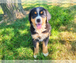 Bernese Mountain Dog Puppy for sale in NOVI, MI, USA