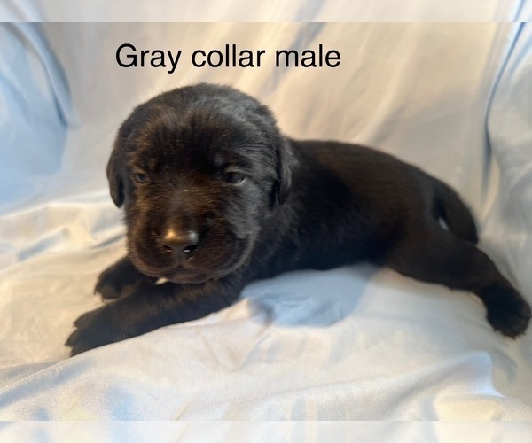 Medium Photo #4 Labrador Retriever Puppy For Sale in NOTTINGHAM, PA, USA