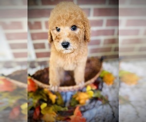 Poodle (Standard) Puppy for Sale in CROSSVILLE, Tennessee USA