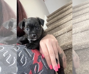 Boston Terrier-Yorkshire Terrier Mix Puppy for sale in THORNTON, CO, USA