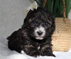 Cavapoo Puppy for sale in JONES, MI, USA