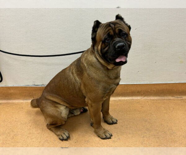 Medium Photo #1 Mastiff-Unknown Mix Puppy For Sale in Martinez, CA, USA