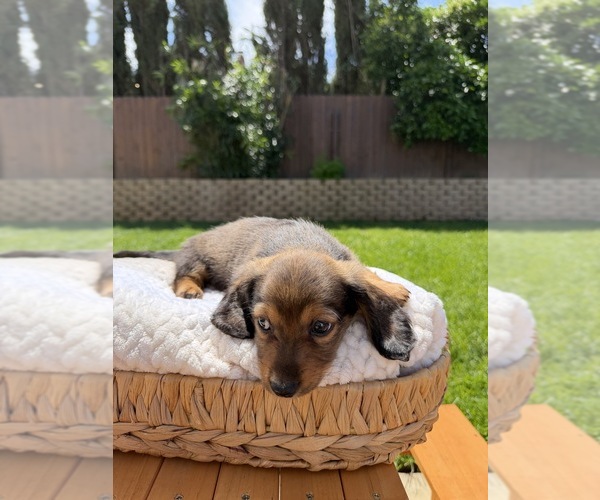 Medium Photo #15 Dachshund Puppy For Sale in NORTH HIGHLANDS, CA, USA