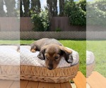 Small Photo #15 Dachshund Puppy For Sale in NORTH HIGHLANDS, CA, USA