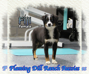 Miniature Australian Shepherd Puppy for sale in FORESTBURG, TX, USA