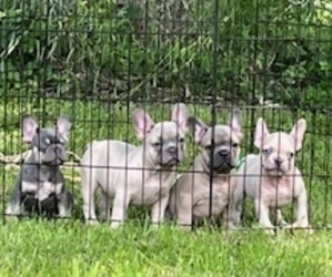 French Bulldog Litter for sale in RIVER FALLS, WI, USA